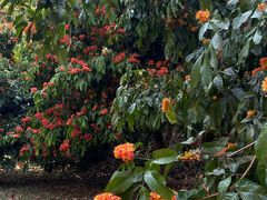 -中国科学院西双版纳热带植物园