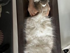 -伟伟宠物医院·CT影像中心·瑞派犬猫综合性门诊(汉口总院)