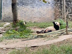-都江堰中华大熊猫苑