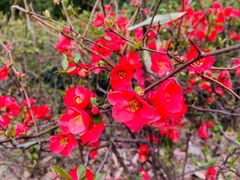 -新虹桥中心花园