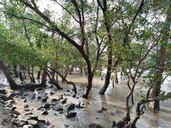 -宝安西湾红树林湿地公园