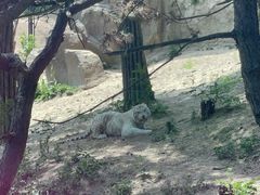 -大连森林动物园