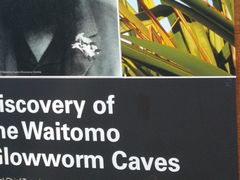 -怀托摩萤火虫洞