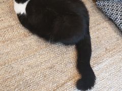 -猫友咖啡店(玉林西路店)