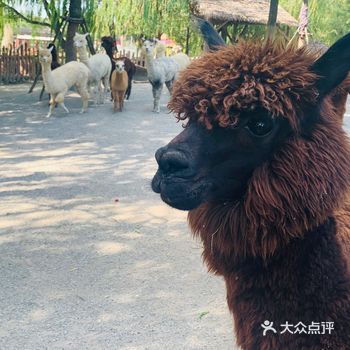 好久没写日记了～ 上一次去动物园好像还是学生时代