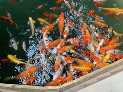 -南宫五洲植物乐园