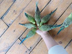 -南宫五洲植物乐园