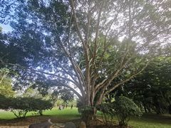 -中国科学院西双版纳热带植物园