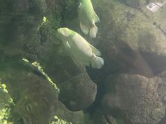 -苏州海洋馆