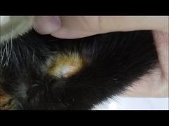 -1013 PET SHOP 宠物商店(近铁城市广场店)