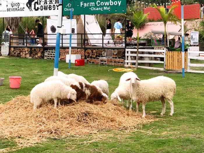 honey cc绵羊牧场摄影基地(番禺南村店)-"提前电话预约过来的,说五点