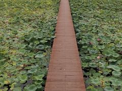-石家庄市植物园