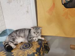 -平行世界·猫咖(首经贸店)