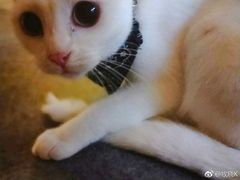 -猫色咖啡·猫咖