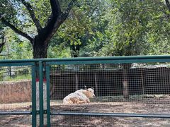 -青藏高原野生动物园