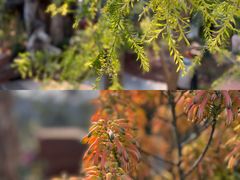 -上海辰山植物园