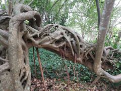 -中国科学院西双版纳热带植物园