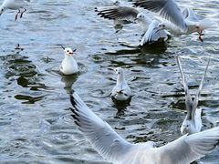 -昆明冠生园·蛋糕·面包(南强街店)