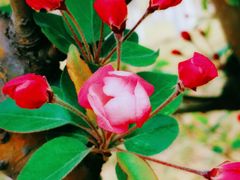 -天津东丽湖风景区