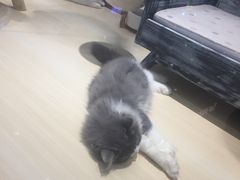 -momokira米努特·德文卷毛猫·棉花面纱犬