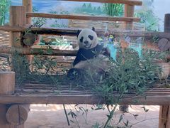 -西霞口神雕山野生动物世界