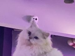 -极木²邸 人与宠物·互动社区