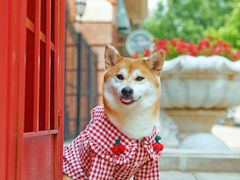 -超宠爱宠物摄影-Super pet