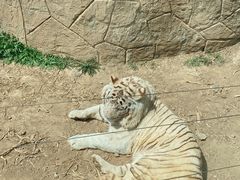 -大连森林动物园