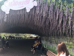 景点-荷兰花海