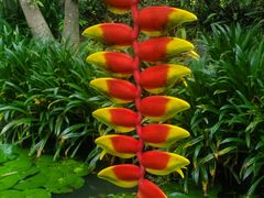 -中国科学院西双版纳热带植物园