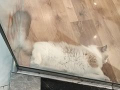 -袖虎·猫馆(体育西路店)