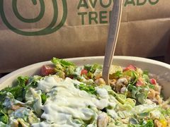 -油梨树AVOCADO TREE(顺义新国展店)