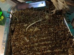 烤金针菇-马坡马老三烧烤涮牛肚(塔西店)