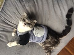 -Bastet sally猫舍购宠(静安店)