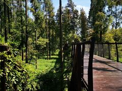 -黄海国家森林公园