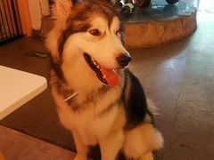 -百好乐宠物友好餐厅(朝外大街店)