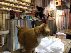 -小时光咖啡馆(开森度假森林店)