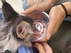 -北京观赏动物医院·24小时大型综合·猫专科·异宠专科