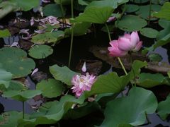 -黄兴公园