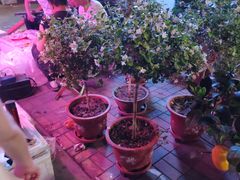 -中环花鸟鱼虫市场
