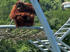 -西霞口神雕山野生动物世界