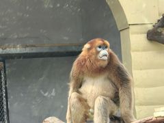 -西安秦岭野生动物园
