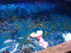 -华夏文旅海洋公园