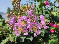 -西湖外事游船(花港观鱼码头)