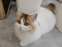 -帕帕拉兹宠物(亚洲旗舰店)