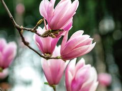 -重庆市江北嘴中央商务区中央公园