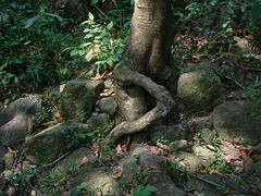 -火炉山森林公园