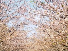 -高东镇樱花园