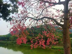 -风云岭森林公园