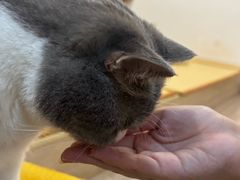 -柴迷FANS CLUB·柴犬狗咖·猫咖